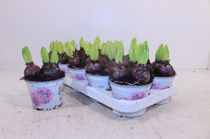 <h4>HYACIN PINK PEARL</h4>