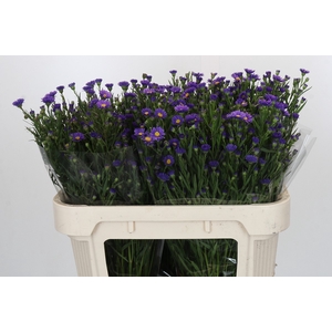 Aster Casamare