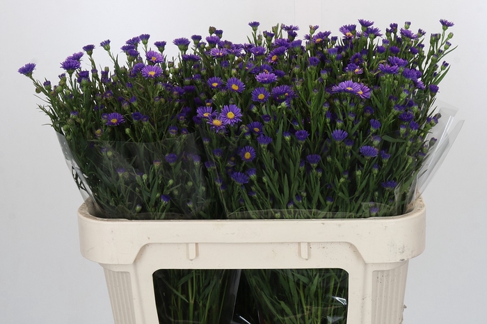 <h4>Aster Casamare</h4>