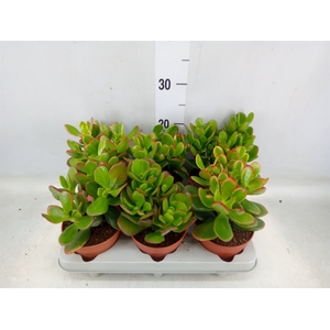 Crassula ovata 'Sunset'