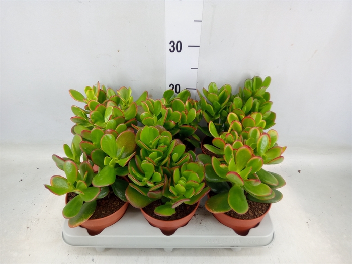 <h4>Crassula ovata 'Sunset'</h4>