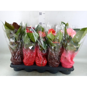 Anthurium   ...mix 4