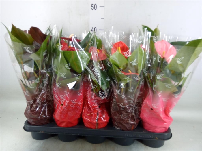 <h4>Anthurium   ...mix 4</h4>