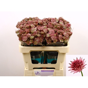 ASTRANTIA ROMA