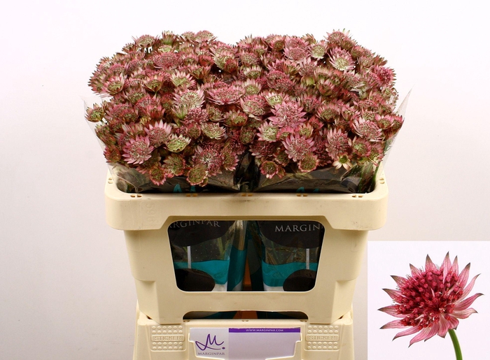 <h4>ASTRANTIA ROMA</h4>