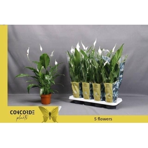 Spathiphyllum  'Sweet Chico'