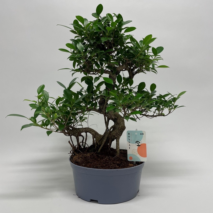 <h4>Ficus Retusa S-shape Bonsai 23 cm teeltpot</h4>