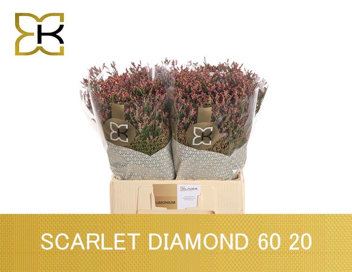 <h4>Lim Sin Scarlet Dia</h4>