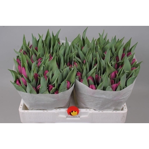 Tulipa si purple prince