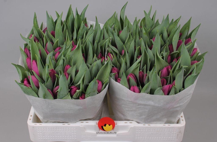 <h4>Tulipa si purple prince</h4>