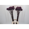Allium Summer Drummer