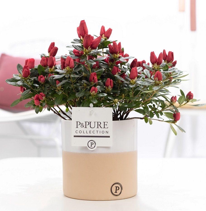 <h4>1st class Azalea red in P&PURE Rosy ceramics</h4>