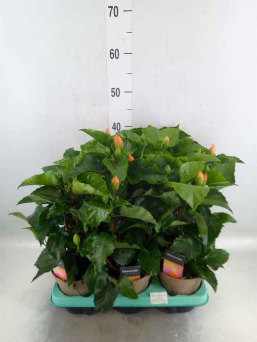 <h4>Hibiscus rosa-sin. 'Cocktail'</h4>