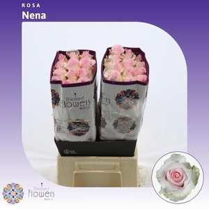 Rosa gr Nena