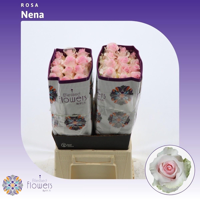 <h4>Rosa gr Nena</h4>