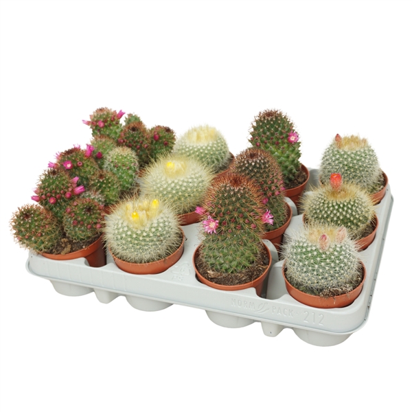 <h4>Cactus mix 8,5 cm bloeiend</h4>