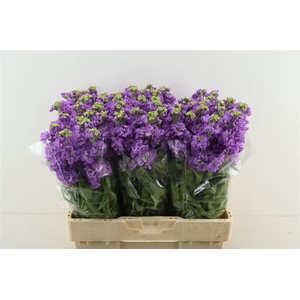 Matth Impala Lavende