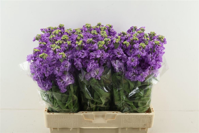 <h4>Matth Impala Lavende</h4>