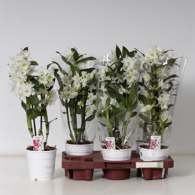 <h4>DENDROBIUM NOBILEE 2 TAK</h4>