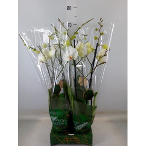 Phalaenopsis   ...white