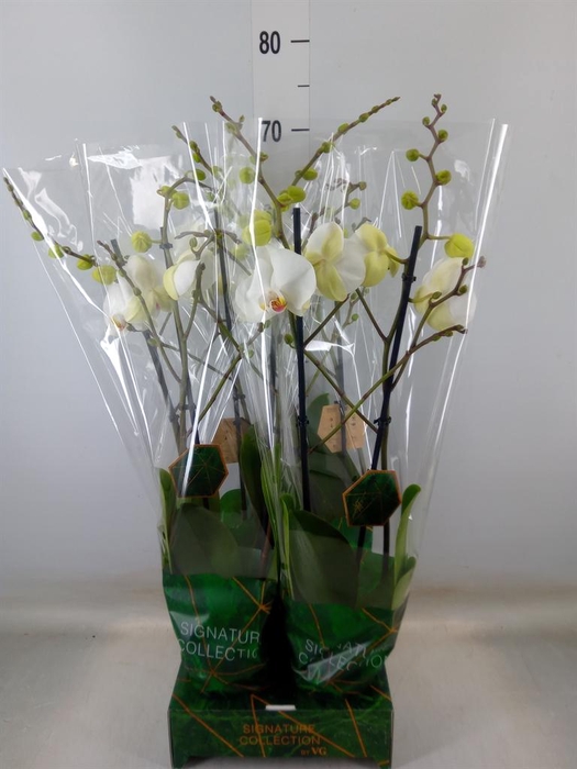 <h4>Phalaenopsis ...white</h4>