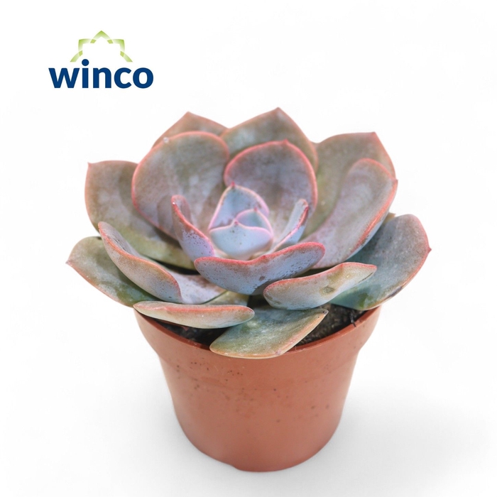 <h4>Echeveria Dusty Rose</h4>