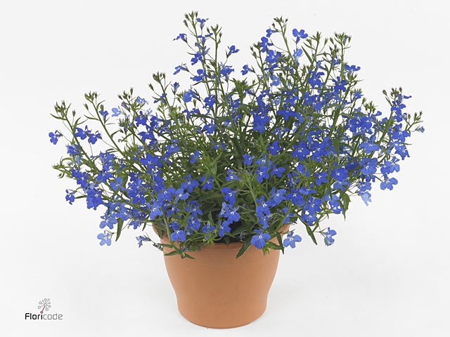 LOBE ER TECHNO BLUE
