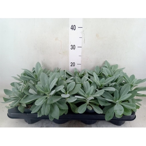 Senecio cephal. 'Mountain Fire'