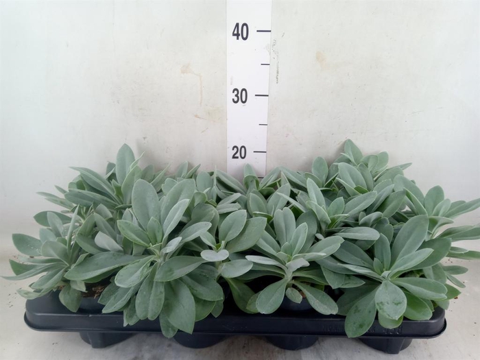 <h4>Senecio cephal. 'Mountain Fire'</h4>