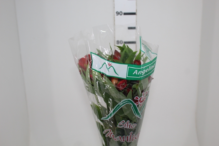 <h4>ALSTROEMERIA ANGELINA 080 CM</h4>