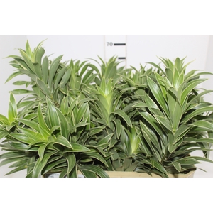 FOLHAGEM DRACENA PLEOMELE CINZA
