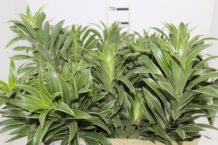 <h4>FOLHAGEM DRACENA PLEOMELE CINZA</h4>