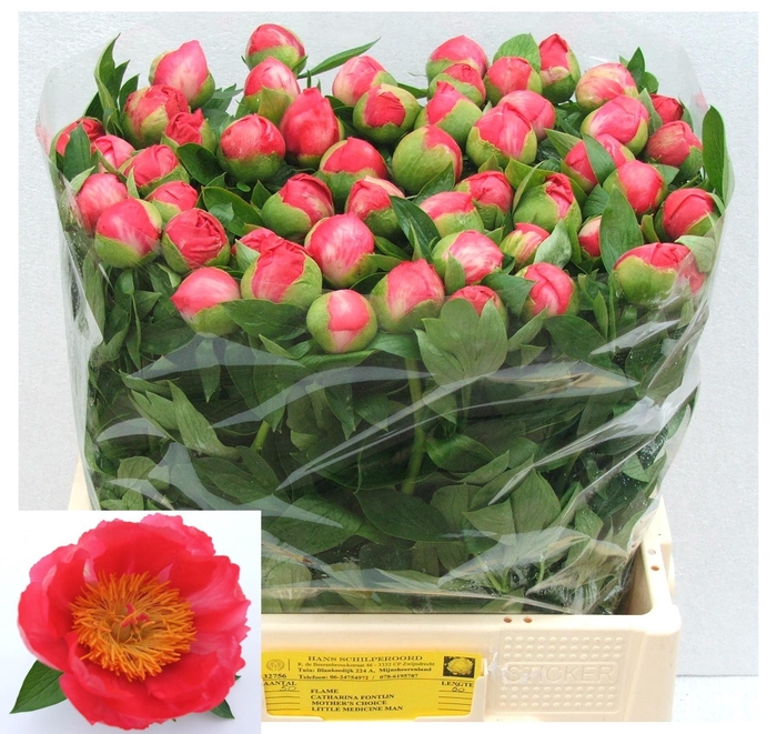 <h4>PAEO HH FLAME</h4>