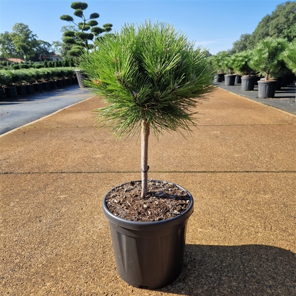 <h4>Pinus nigra 'Marie Bregeon'®</h4>