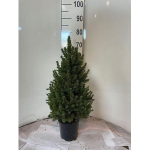 !! PROMO !! PICEA GL CONICA P19 60CM