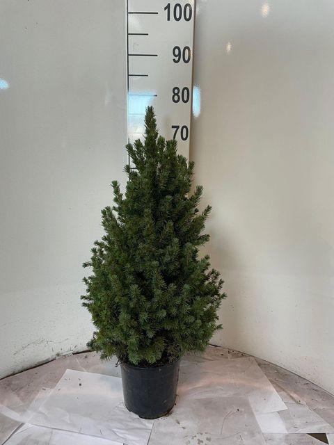 <h4>!! PROMO !! PICEA GL CONICA P19 60CM</h4>