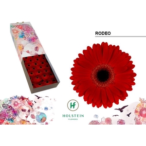 Gerbera Rodeo Doos