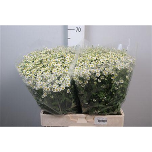 Tana Pa Cameron