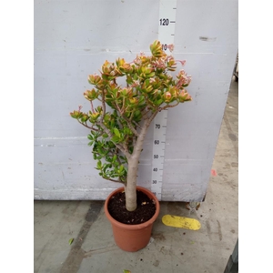 Crassula ovata 'Sunset'