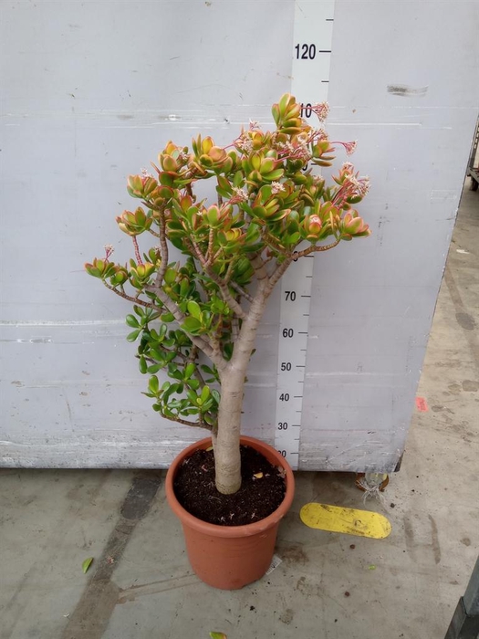 <h4>Crassula ovata 'Sunset'</h4>