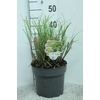 Miscanthus Sinensis Adagio