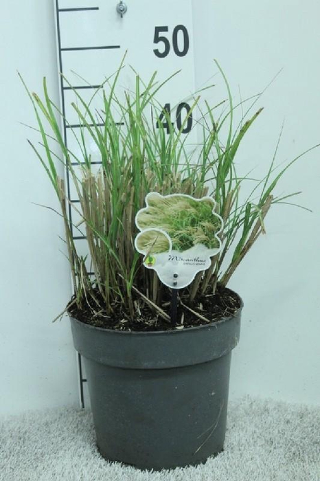 <h4>Miscanthus Sinensis Adagio</h4>