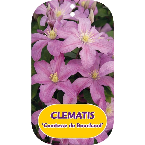 <h4>Clematis 'Comtesse de Bouchaud'</h4>