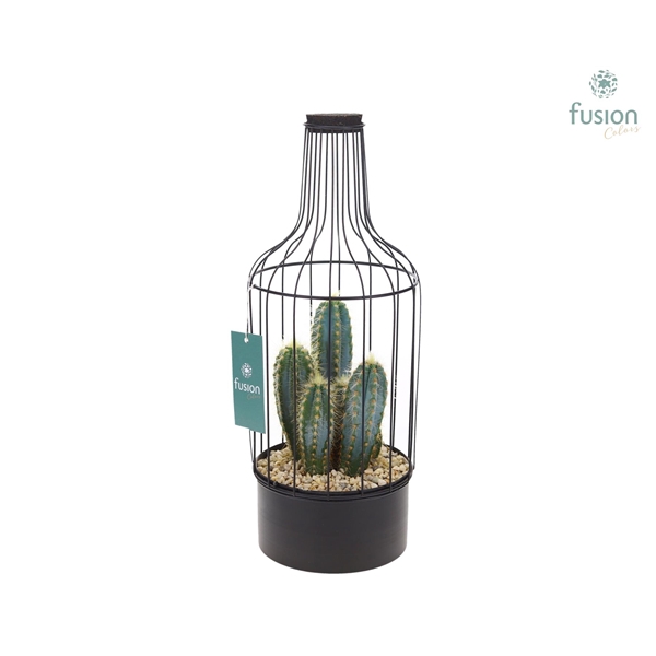 Fles metaal zwart Medium met Cactussen