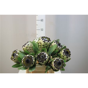 Protea Magnifica Snow Leopard