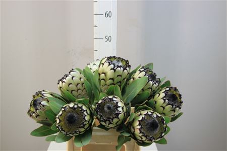 <h4>Protea Magnifica Snow Leopard</h4>