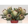 Protea Barbigera Ice Queen Air