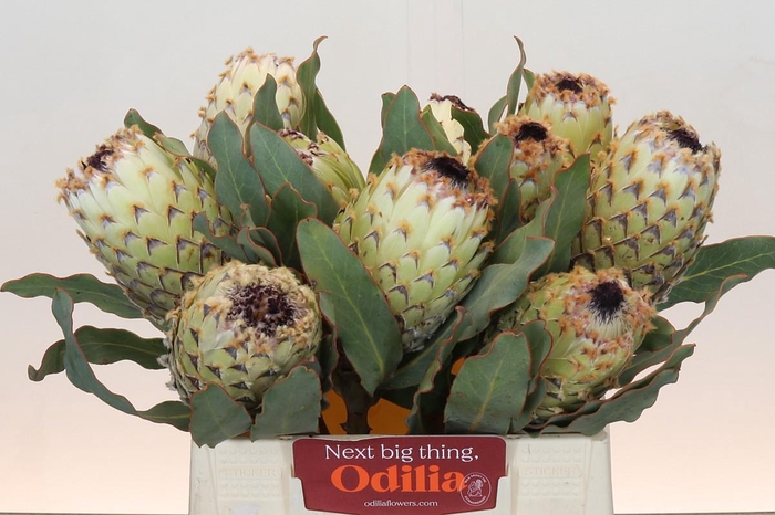 <h4>Protea Barbigera Ice Queen Air</h4>