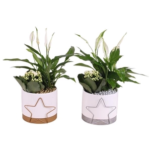 Christmas Arr. Indoor Ceramic Pot Metal Starframe Ø13cm 2PP