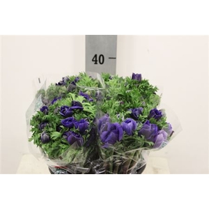 ANEM CO MISTRAL BLUE X30